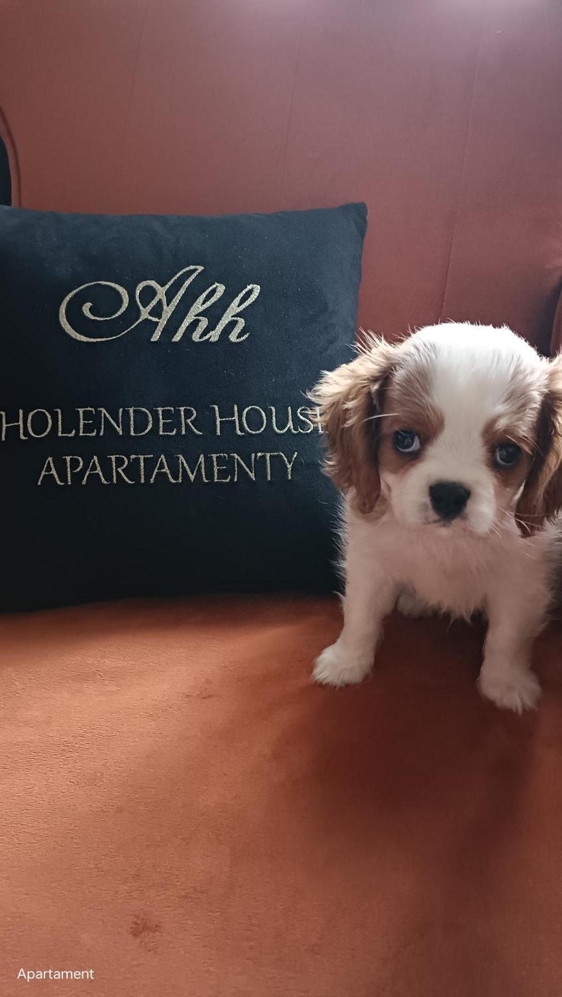 Apartamenty Holender House Choczewo Luaran gambar